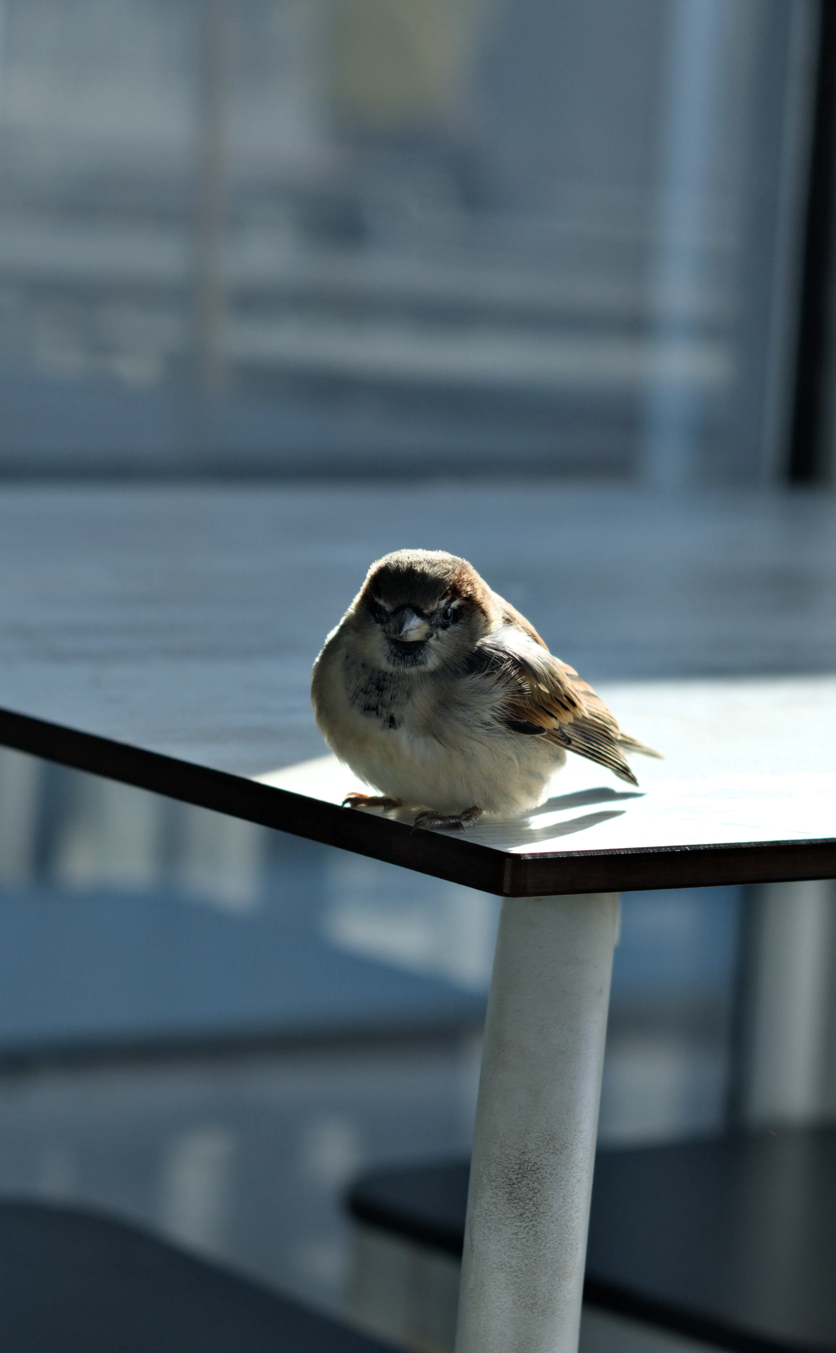 Zenith Helios-77M-4 1,850 (VOMZ) - _I4A9966.webp